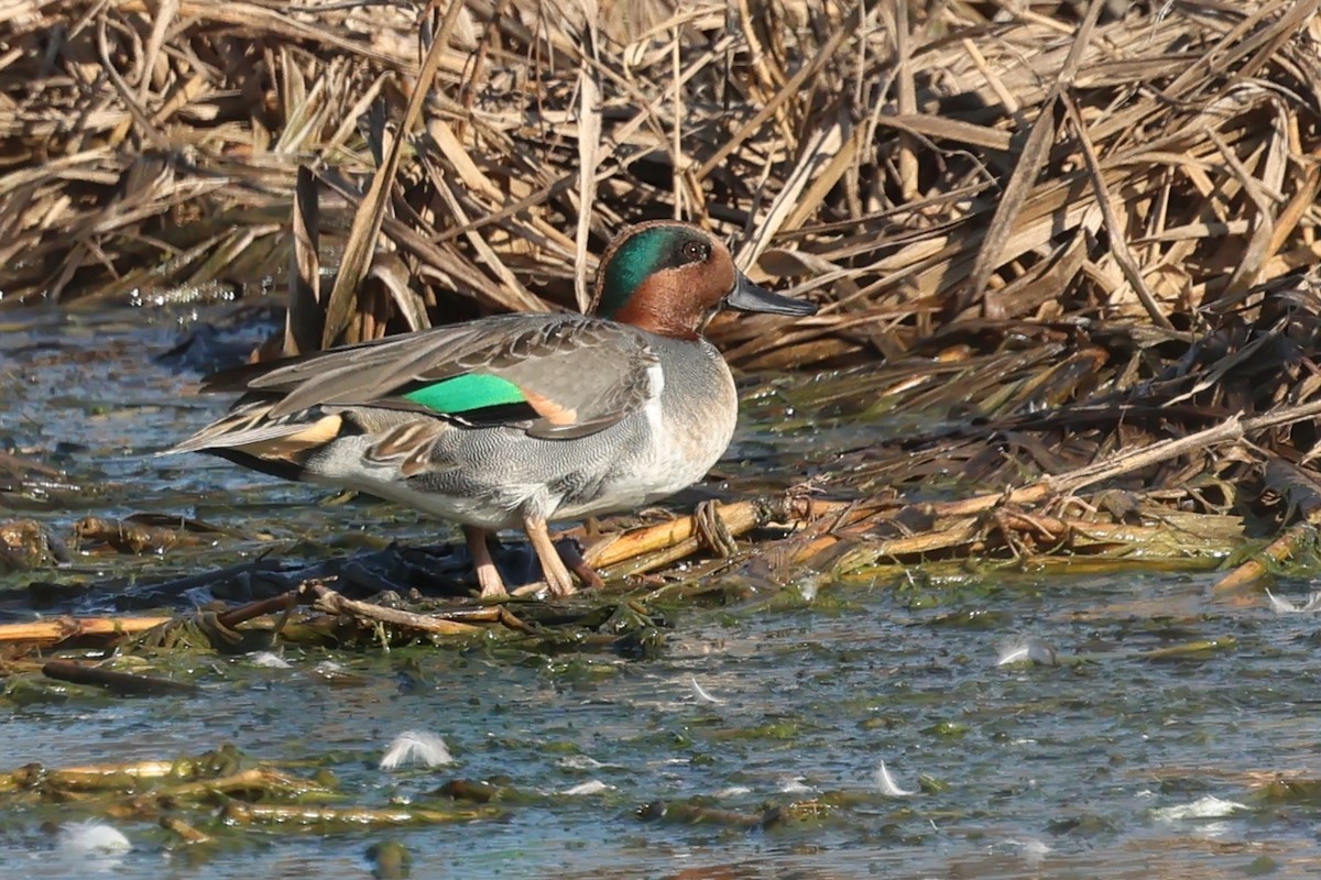 čírka obecná - ML644775764