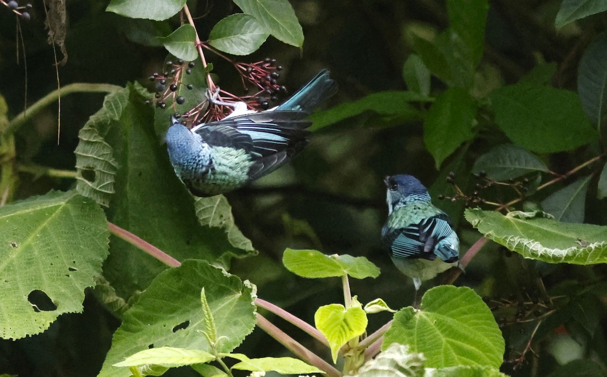 Azure-rumped Tanager - ML644775775