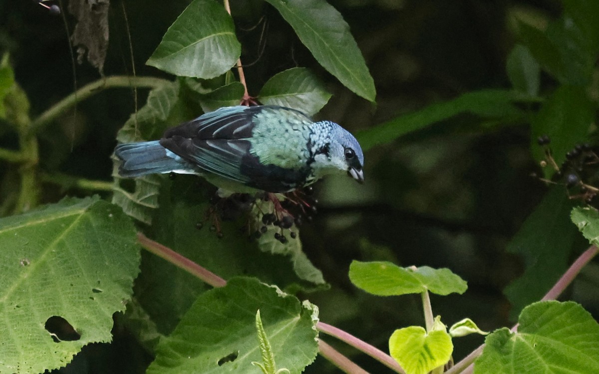 Azure-rumped Tanager - ML644775782