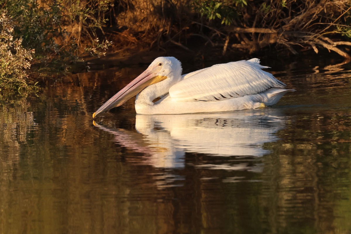 pelikán severoamerický - ML644775784