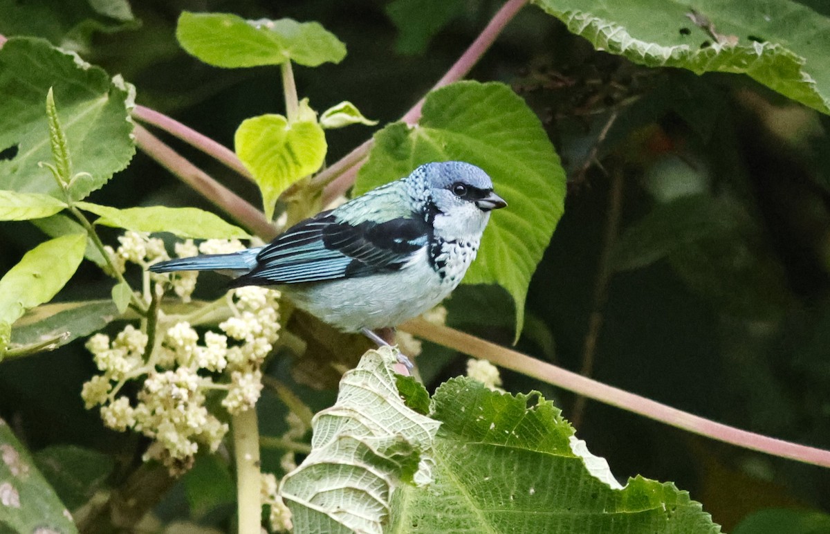 Azure-rumped Tanager - ML644775786