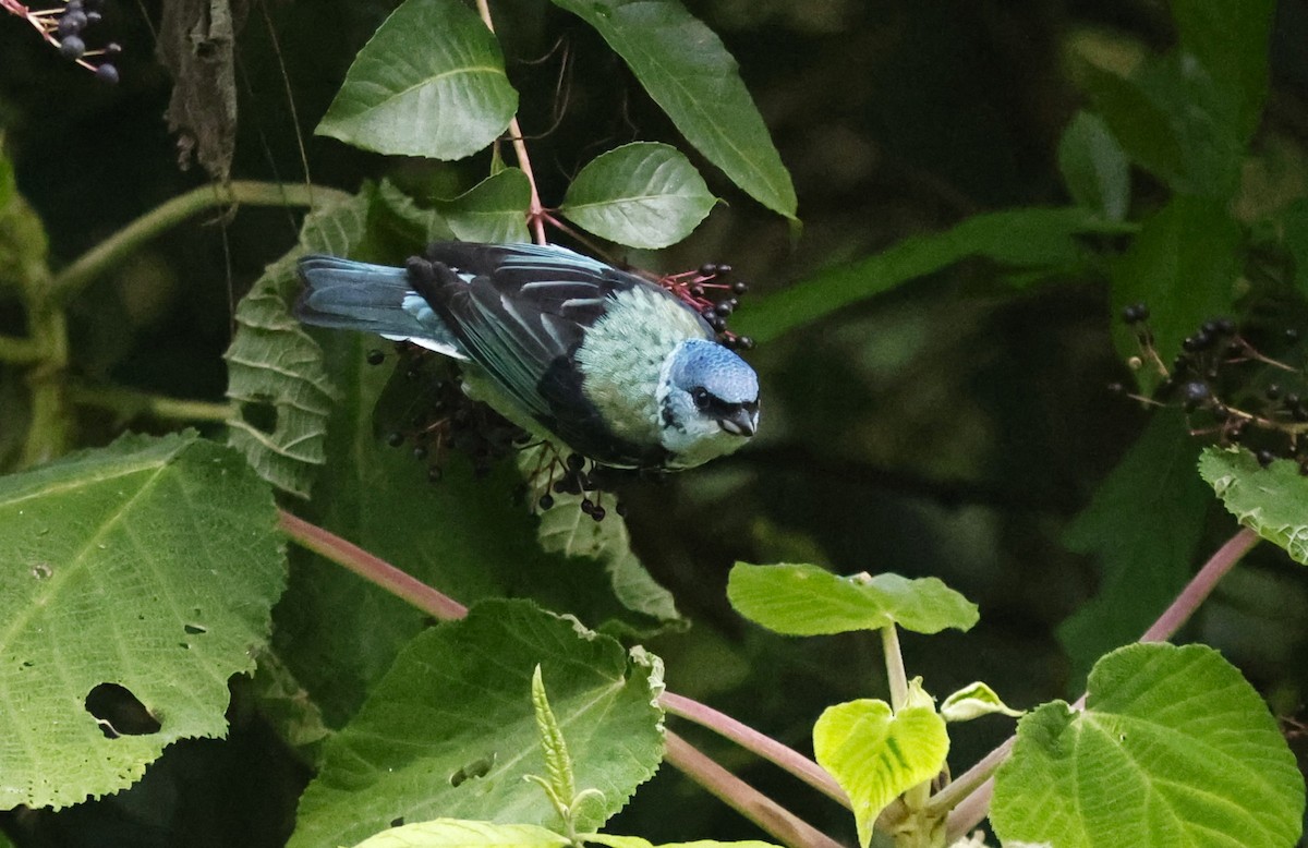 Azure-rumped Tanager - ML644775791