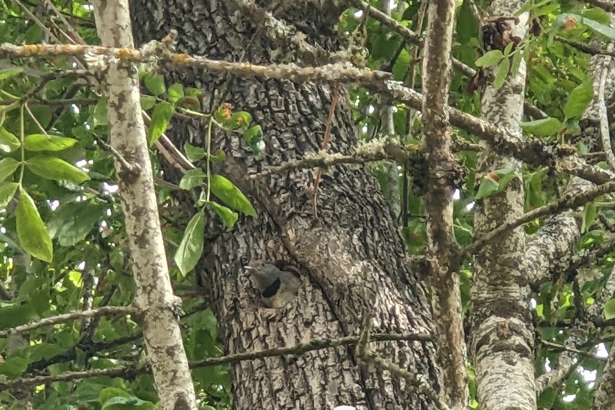 Pic flamboyant - ML644775794