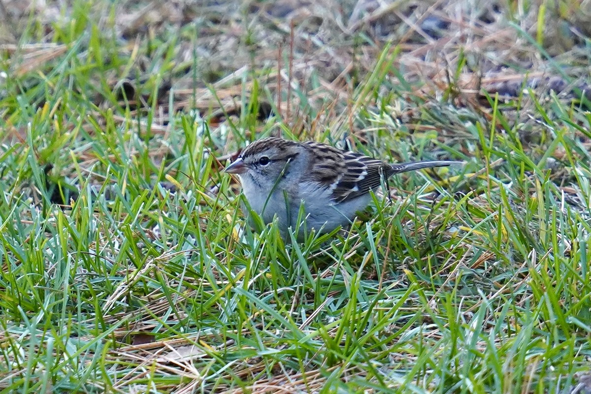 Chipping Sparrow - ML644775806