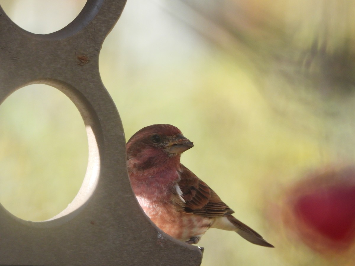 Purple Finch - ML644775808