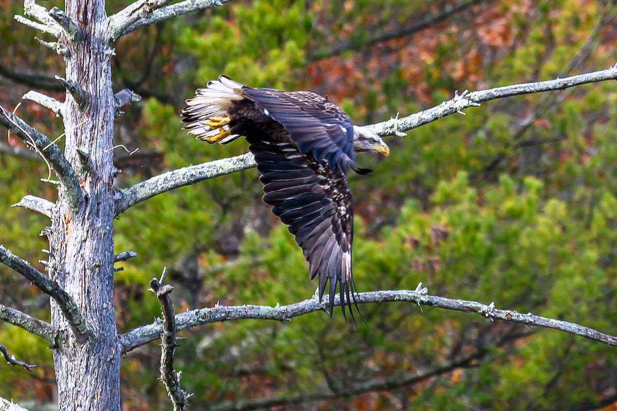 עיטם לבן-ראש - ML644775809