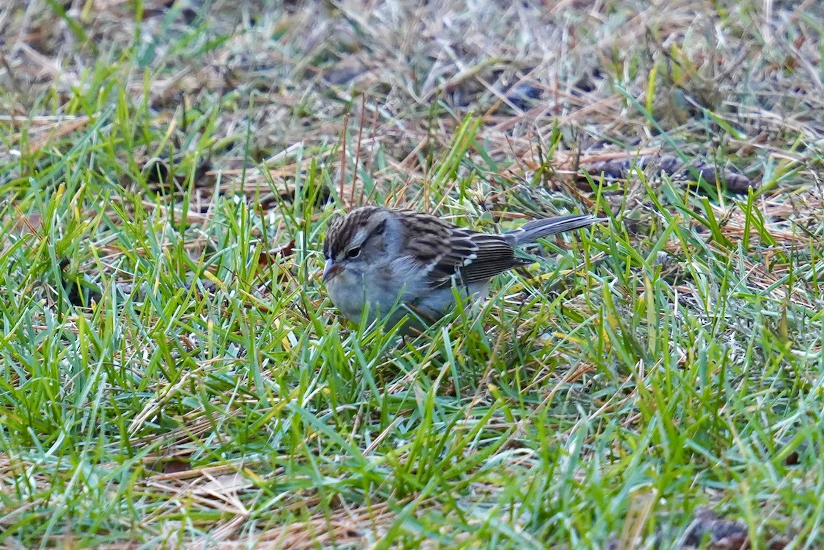 Chipping Sparrow - ML644775814