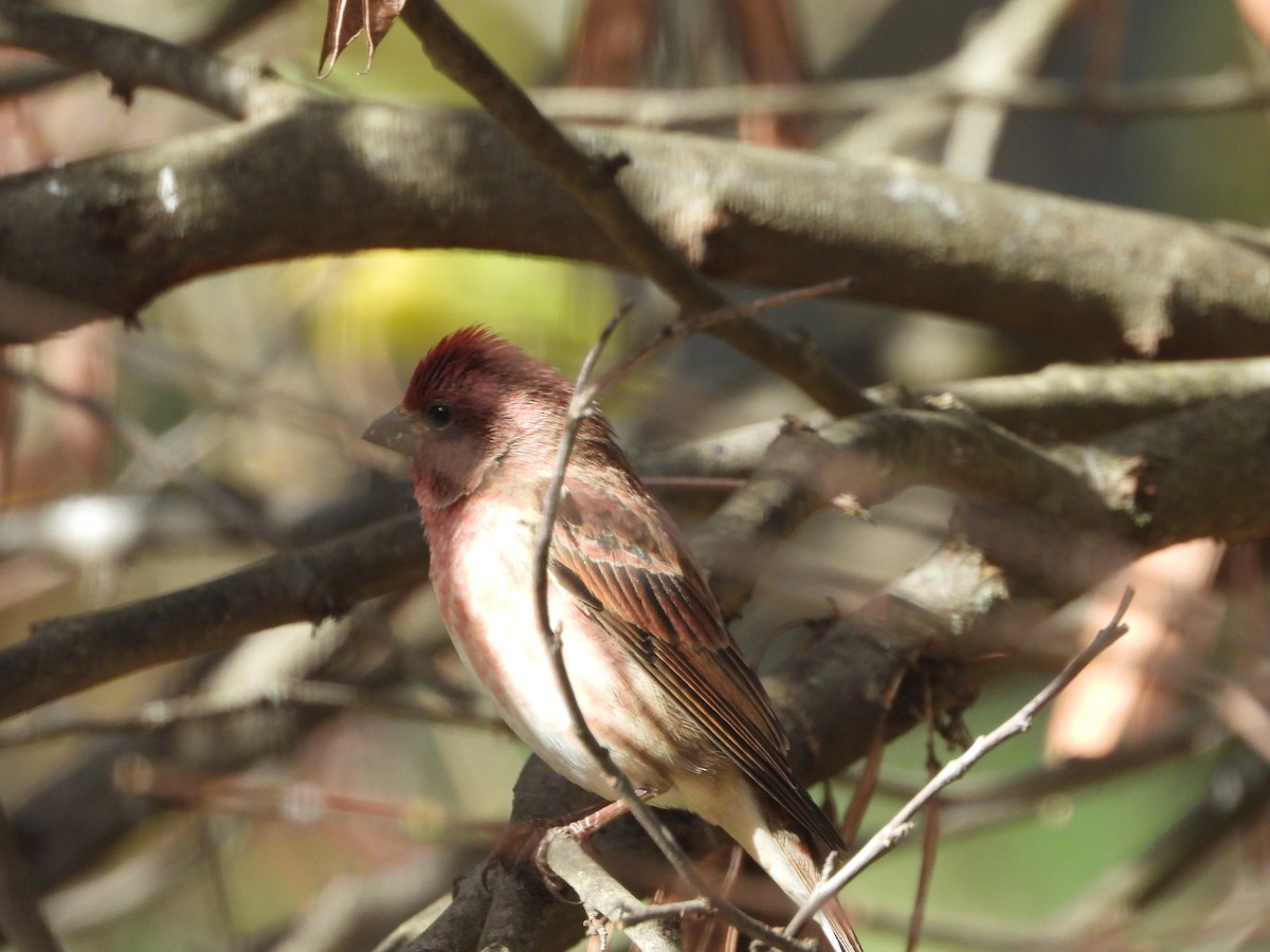Purple Finch - ML644775823