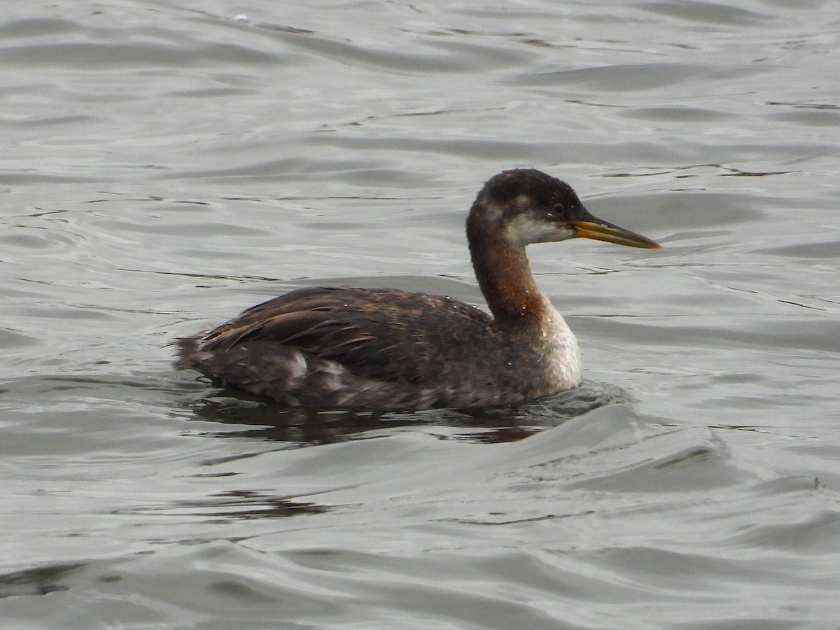 Пірникоза сірощока - ML644775824