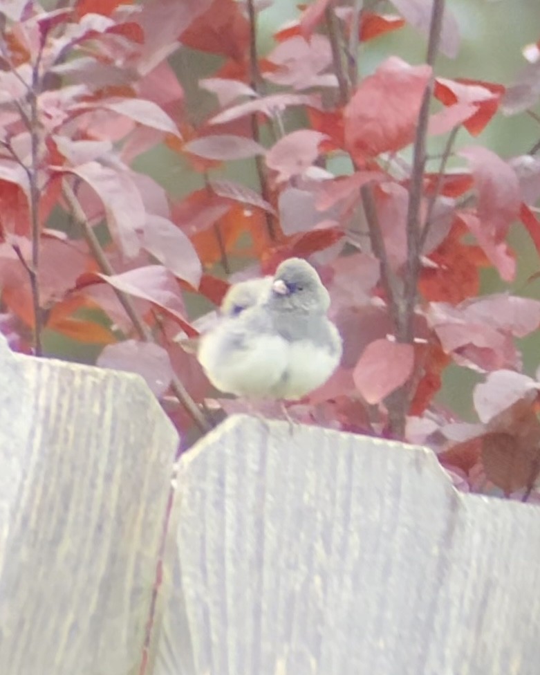 Dark-eyed Junco - ML644775828
