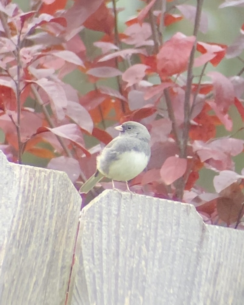 Dark-eyed Junco - ML644775829