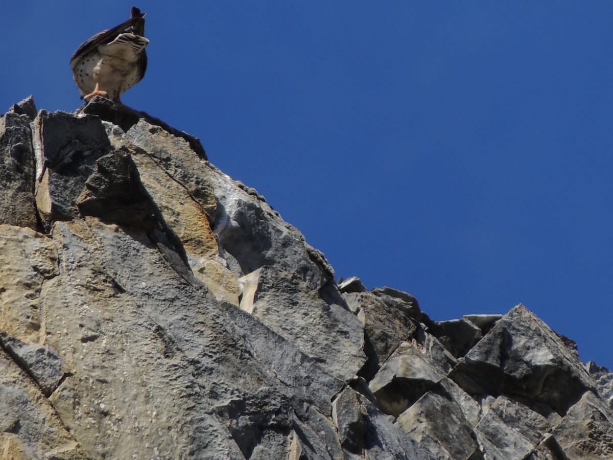 Crécerelle d'Amérique - ML644775831