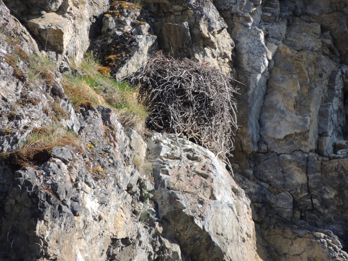 Crécerelle d'Amérique - ML644775832