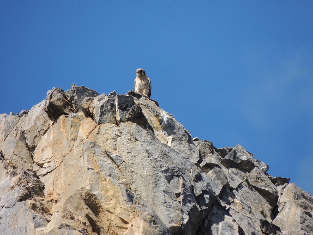 Crécerelle d'Amérique - ML644775833