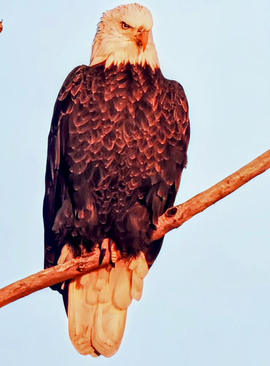 עיטם לבן-ראש - ML644775836