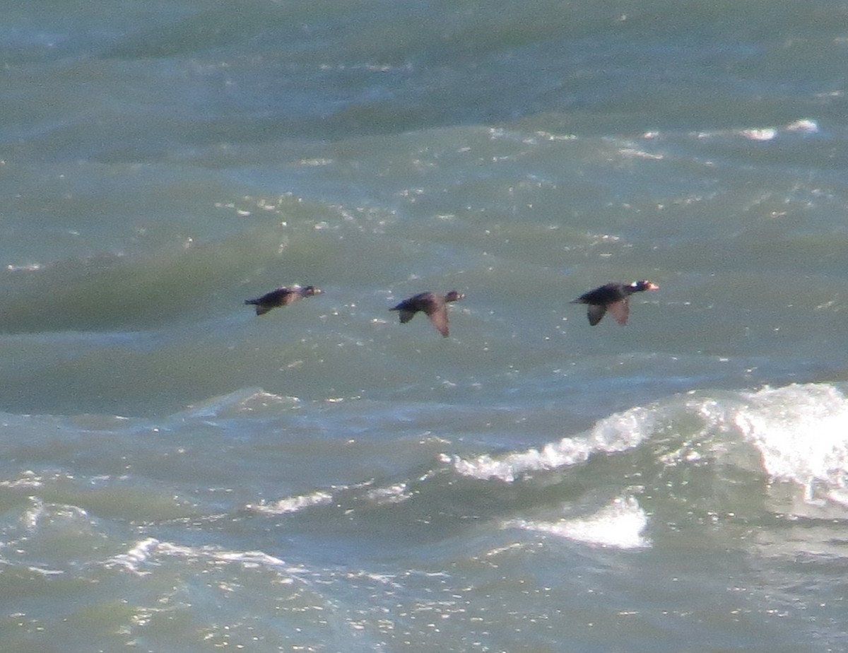 brilleand - ML644775837