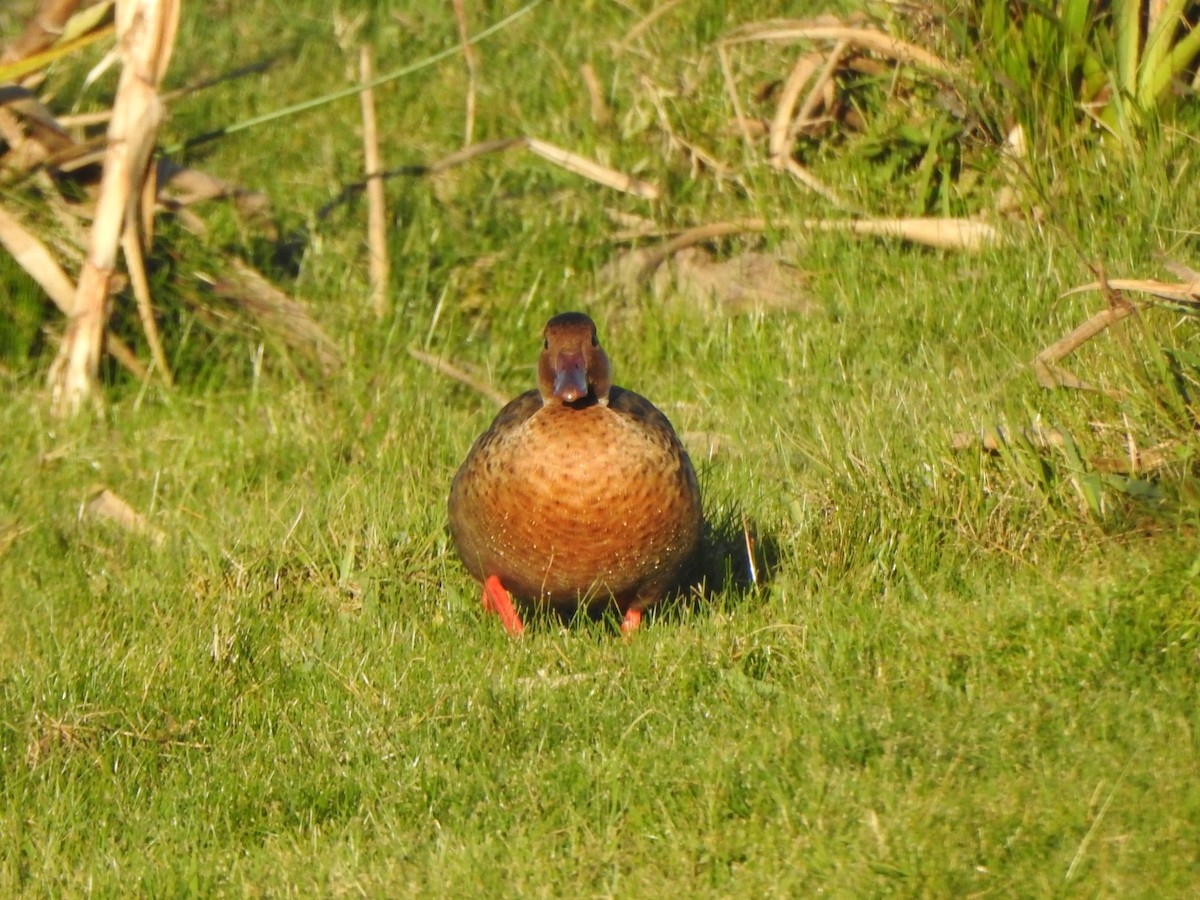 Brazilian Teal - ML644775838