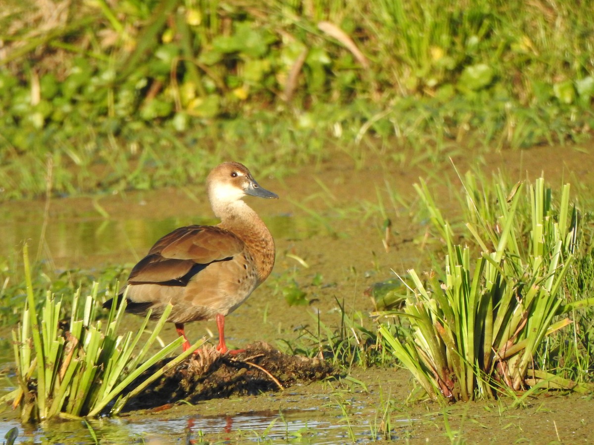 Brazilian Teal - ML644775839