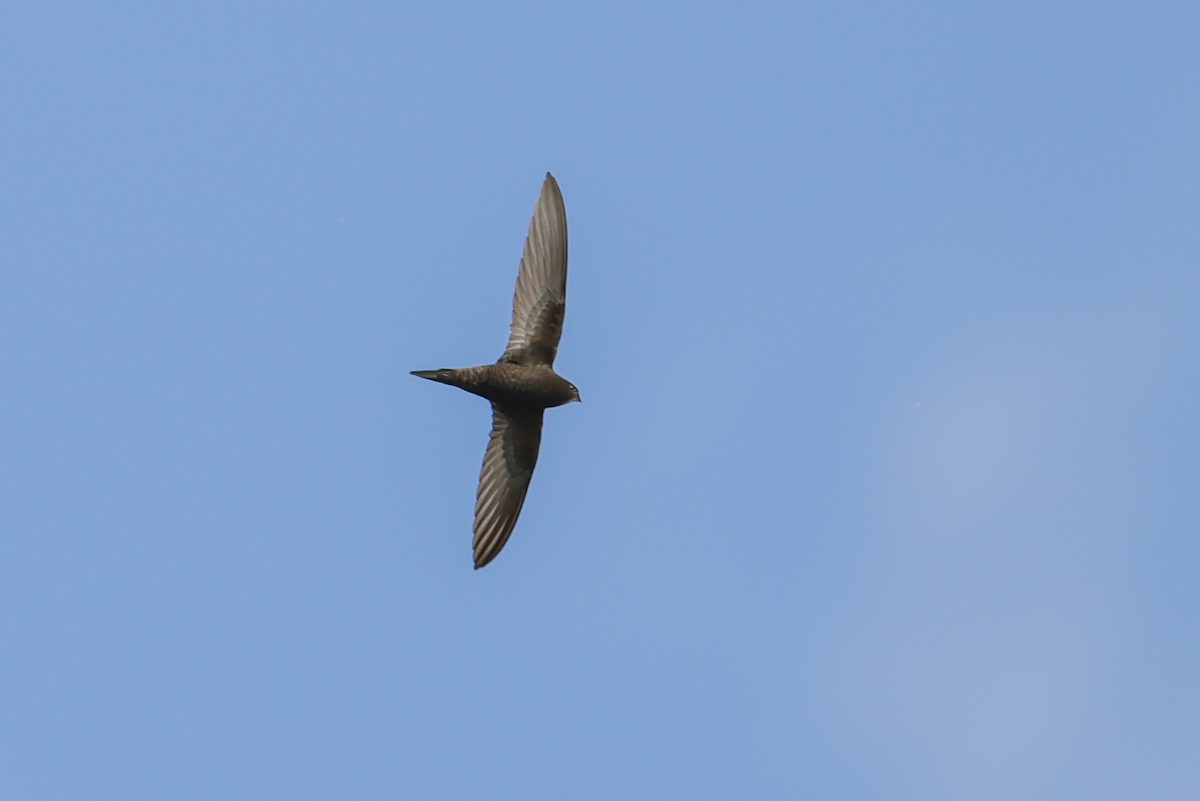 ヨーロッパアマツバメ - ML644775841