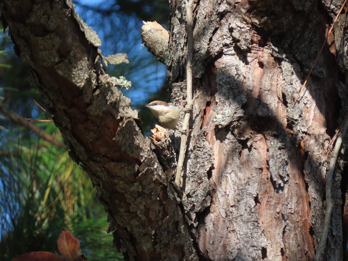 Brown-headed Nuthatch - ML644775843