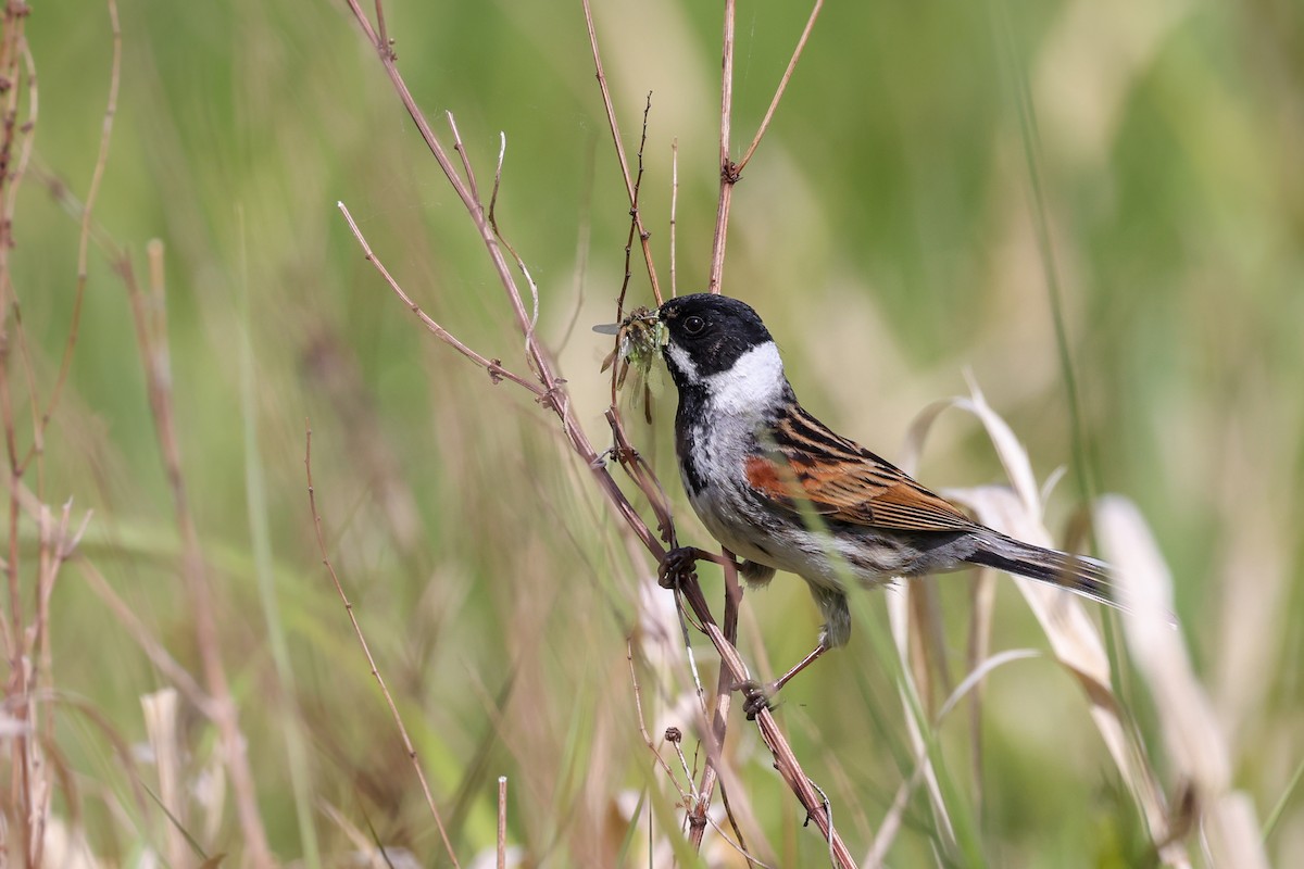 オオジュリン - ML644775844