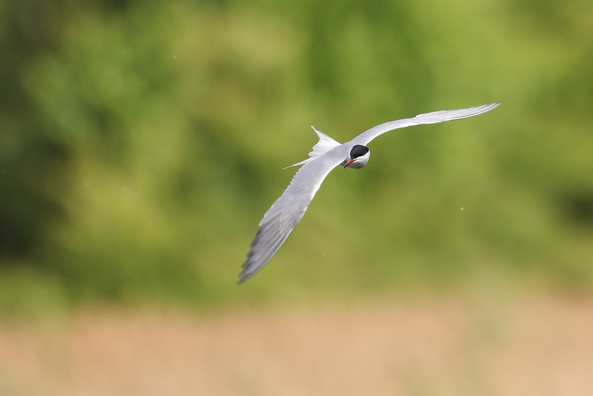 アジサシ - ML644775847