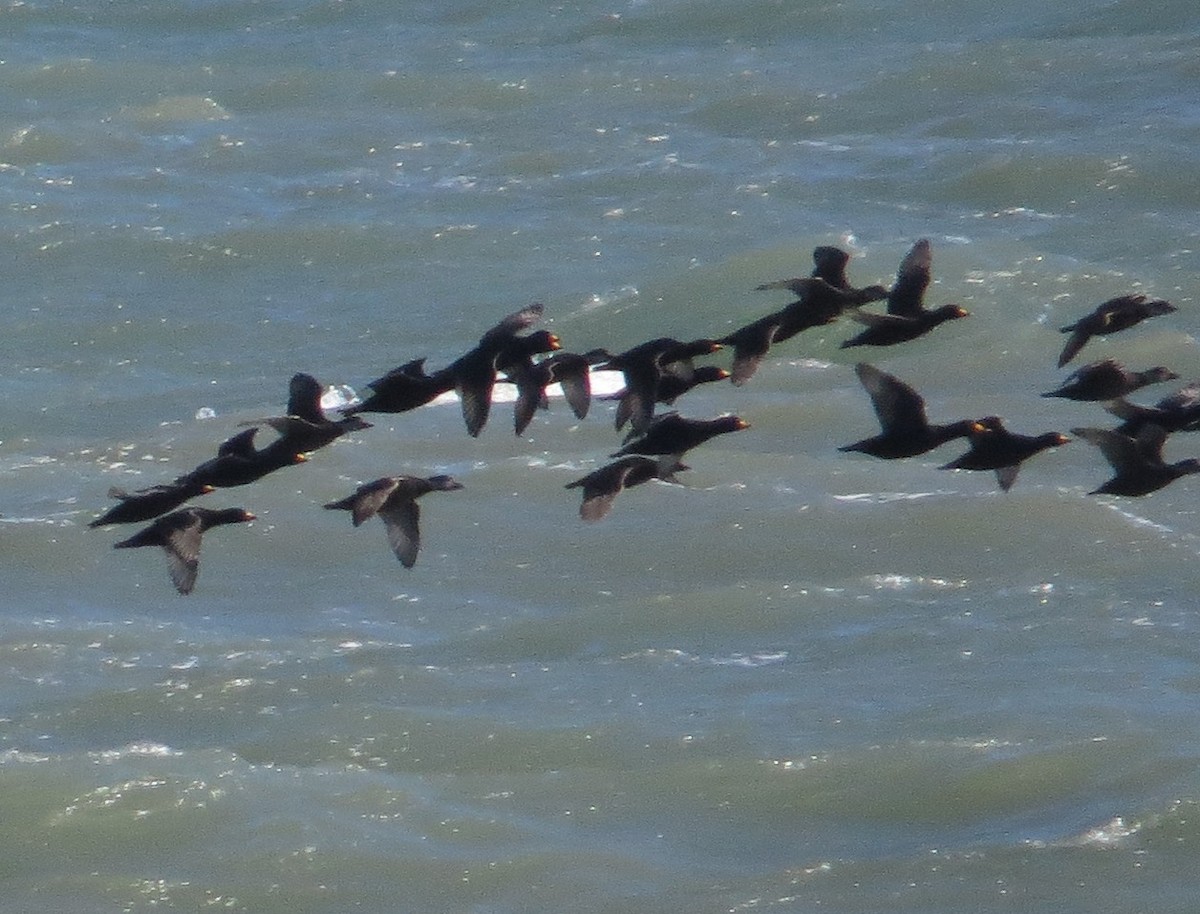 Американская синьга - ML644775848