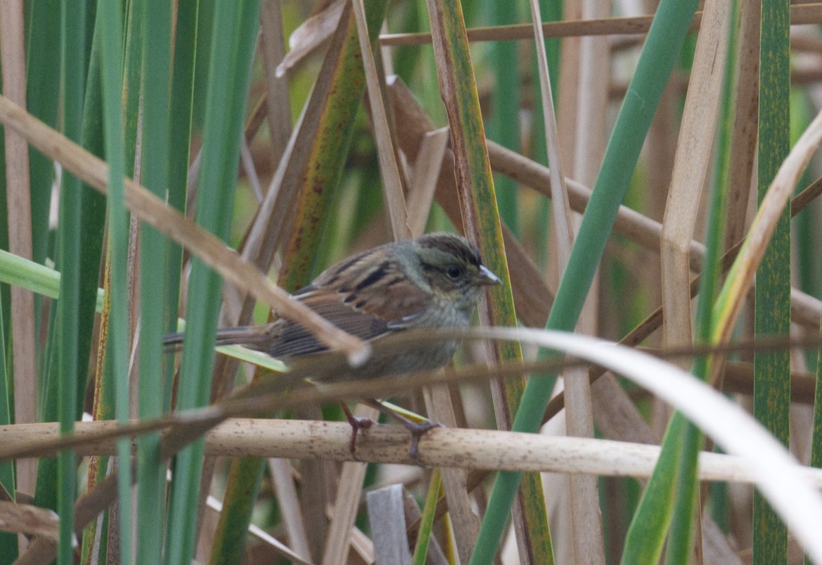 Swamp Sparrow - ML644775849