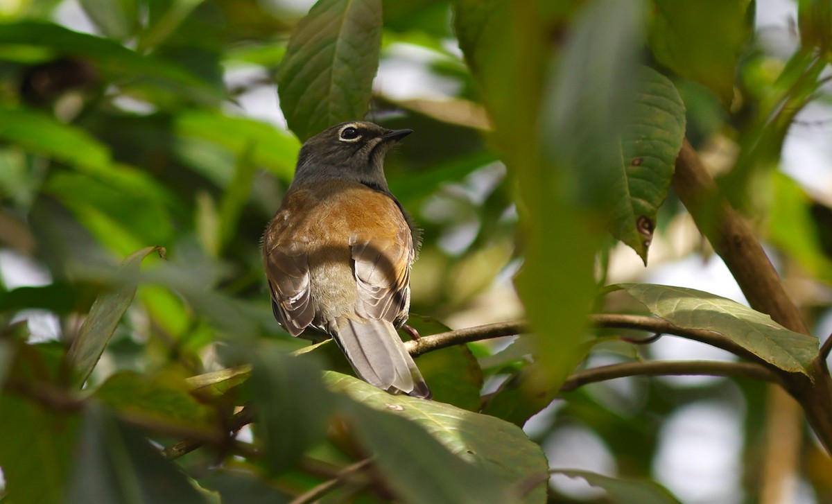Brown-backed Solitaire - ML644775853