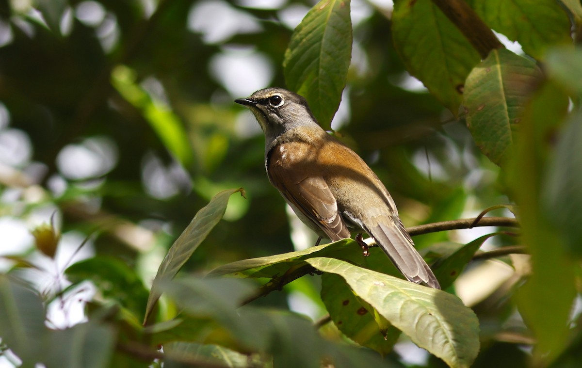 Brown-backed Solitaire - ML644775861