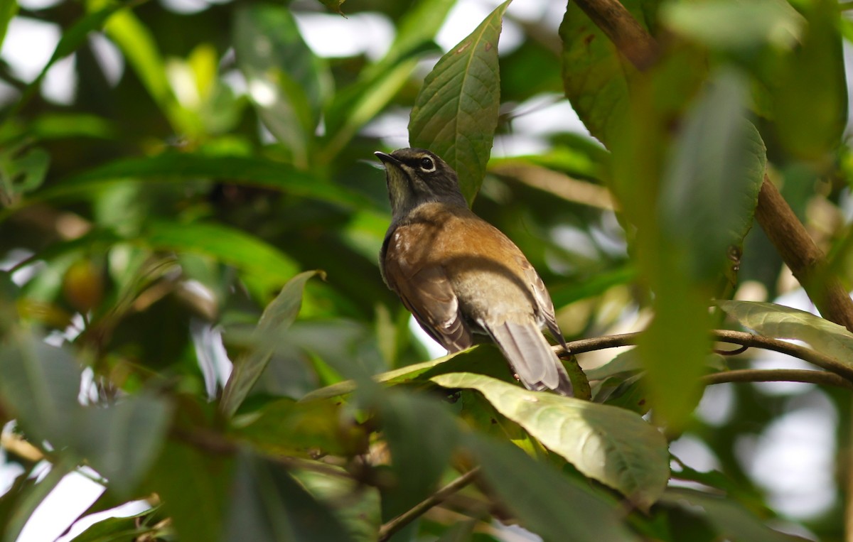 Brown-backed Solitaire - ML644775869