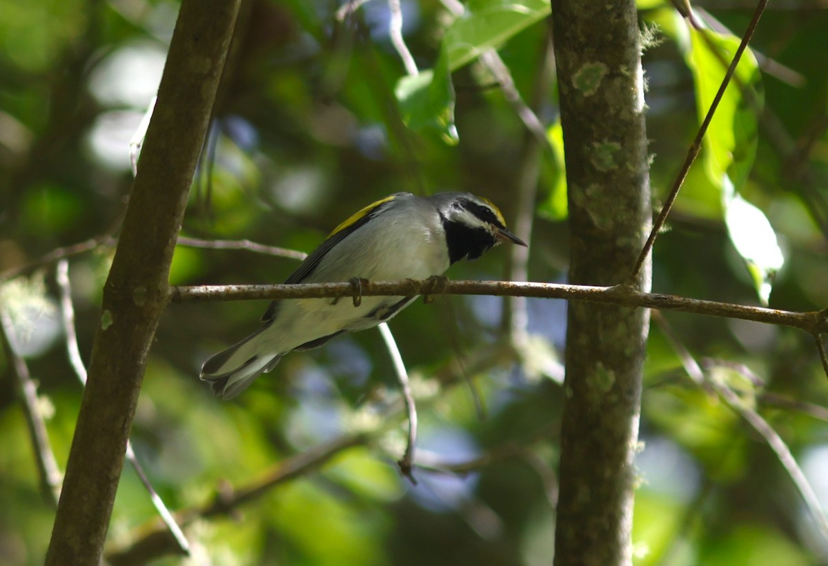 סבכון זהוב-כנף - ML644775877