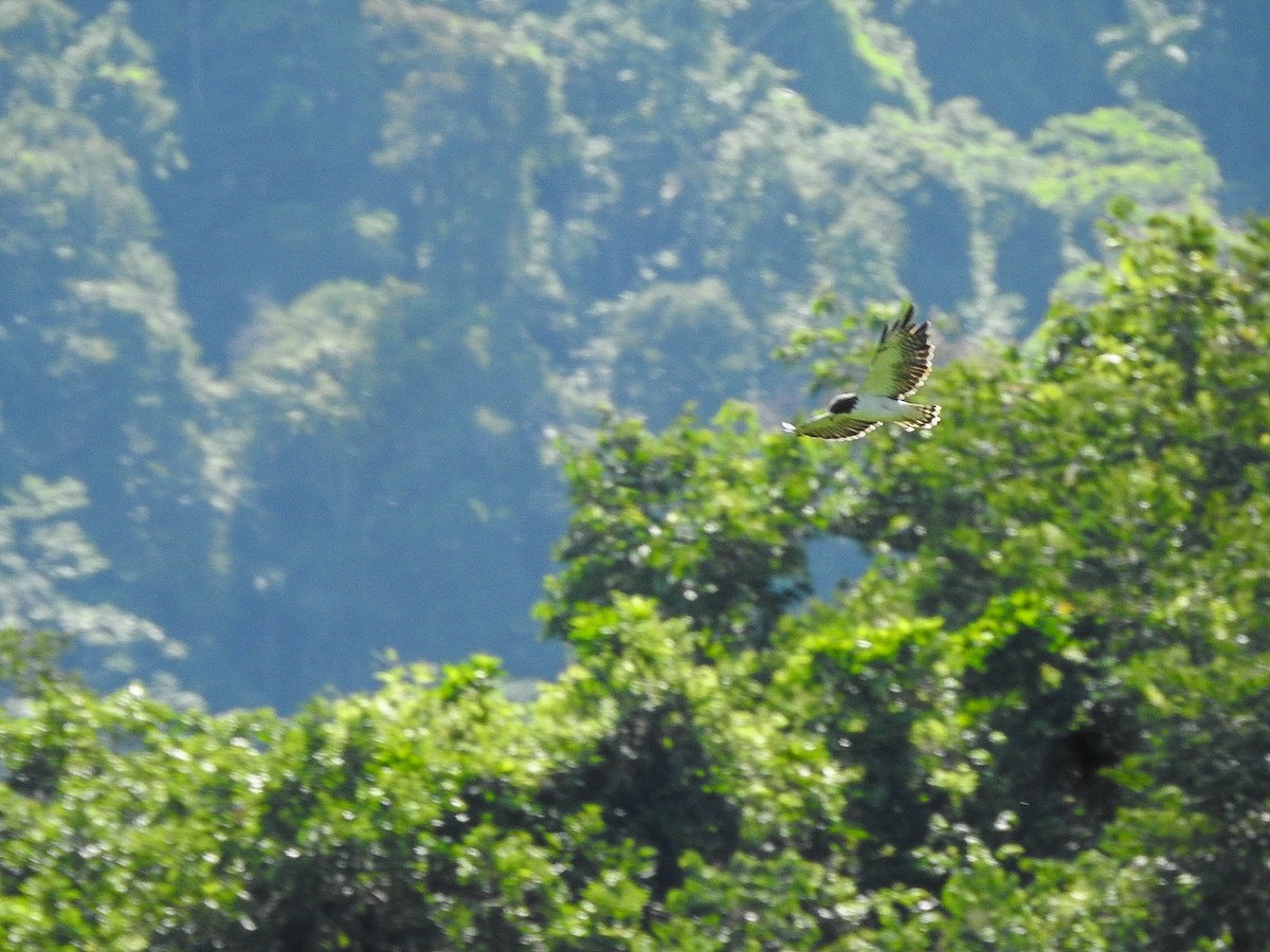 Short-tailed Hawk - ML644775898