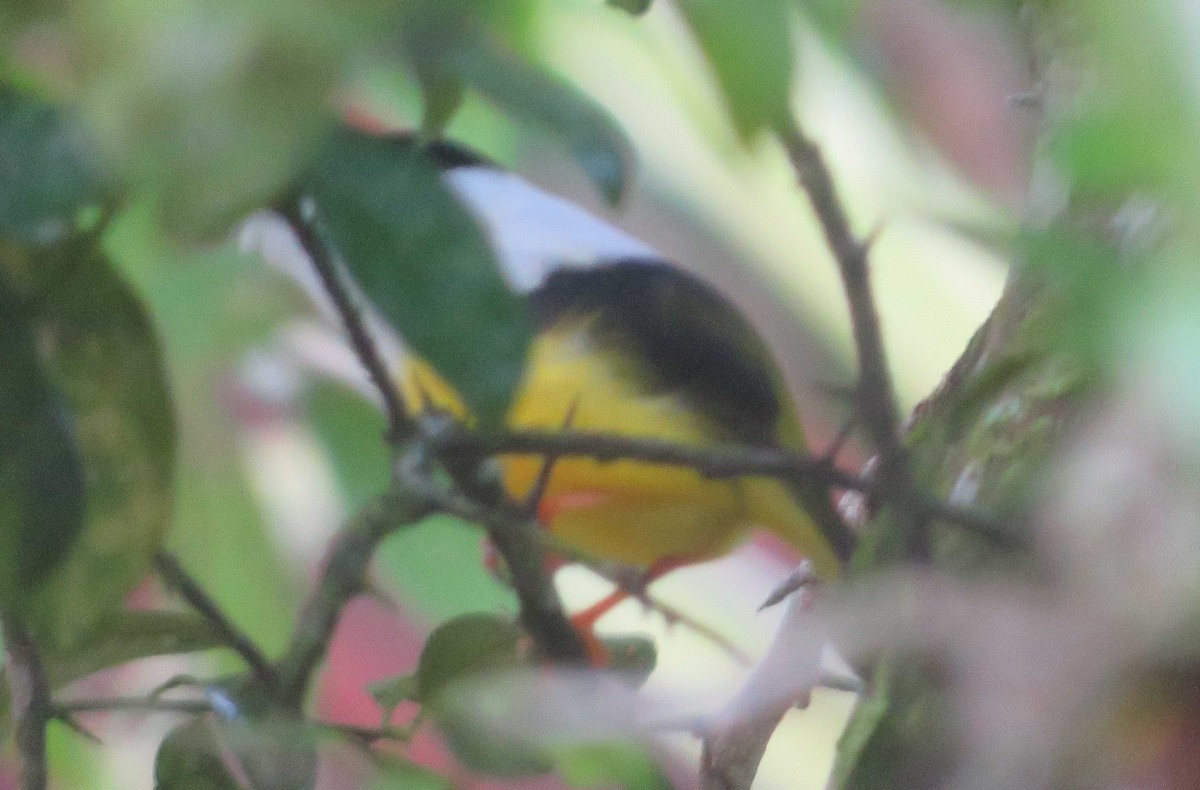 White-collared Manakin - ML644775899