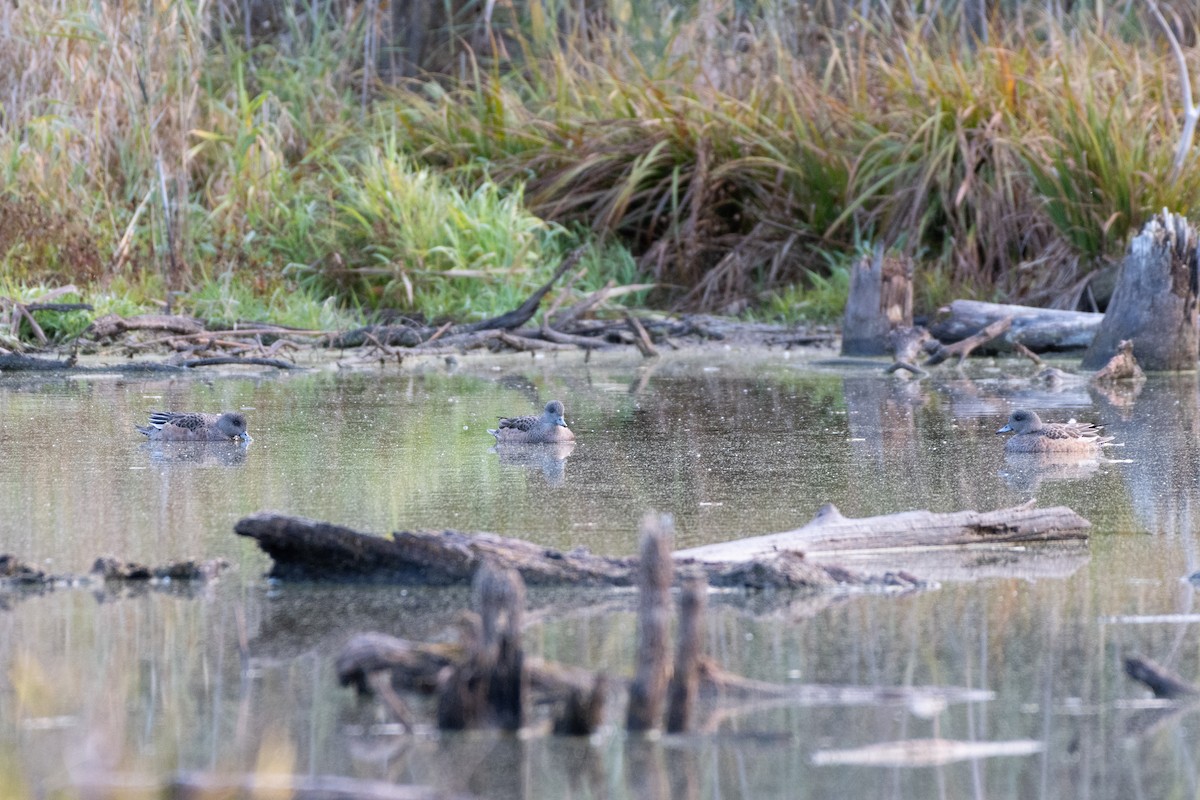 American Wigeon - ML644775901