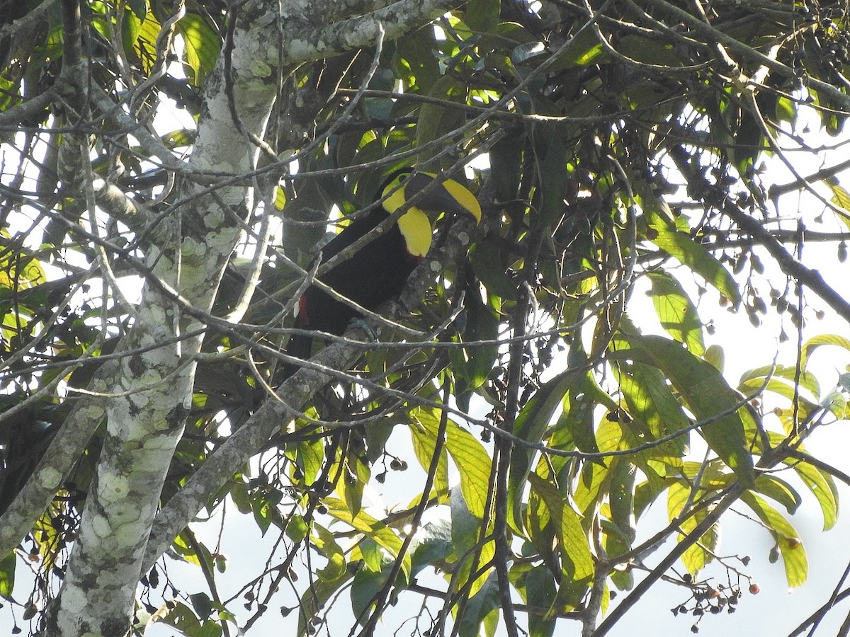 Yellow-throated Toucan - ML644775904