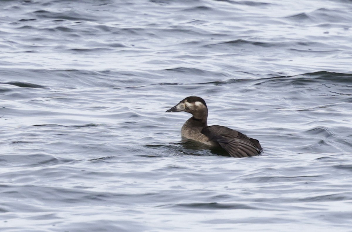 brilleand - ML644775911