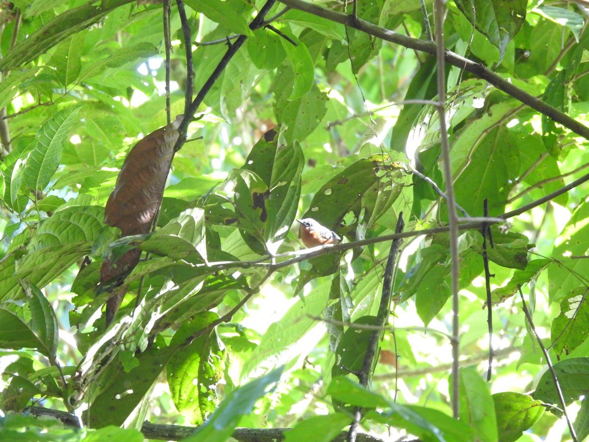 Dot-winged Antwren - ML644775915