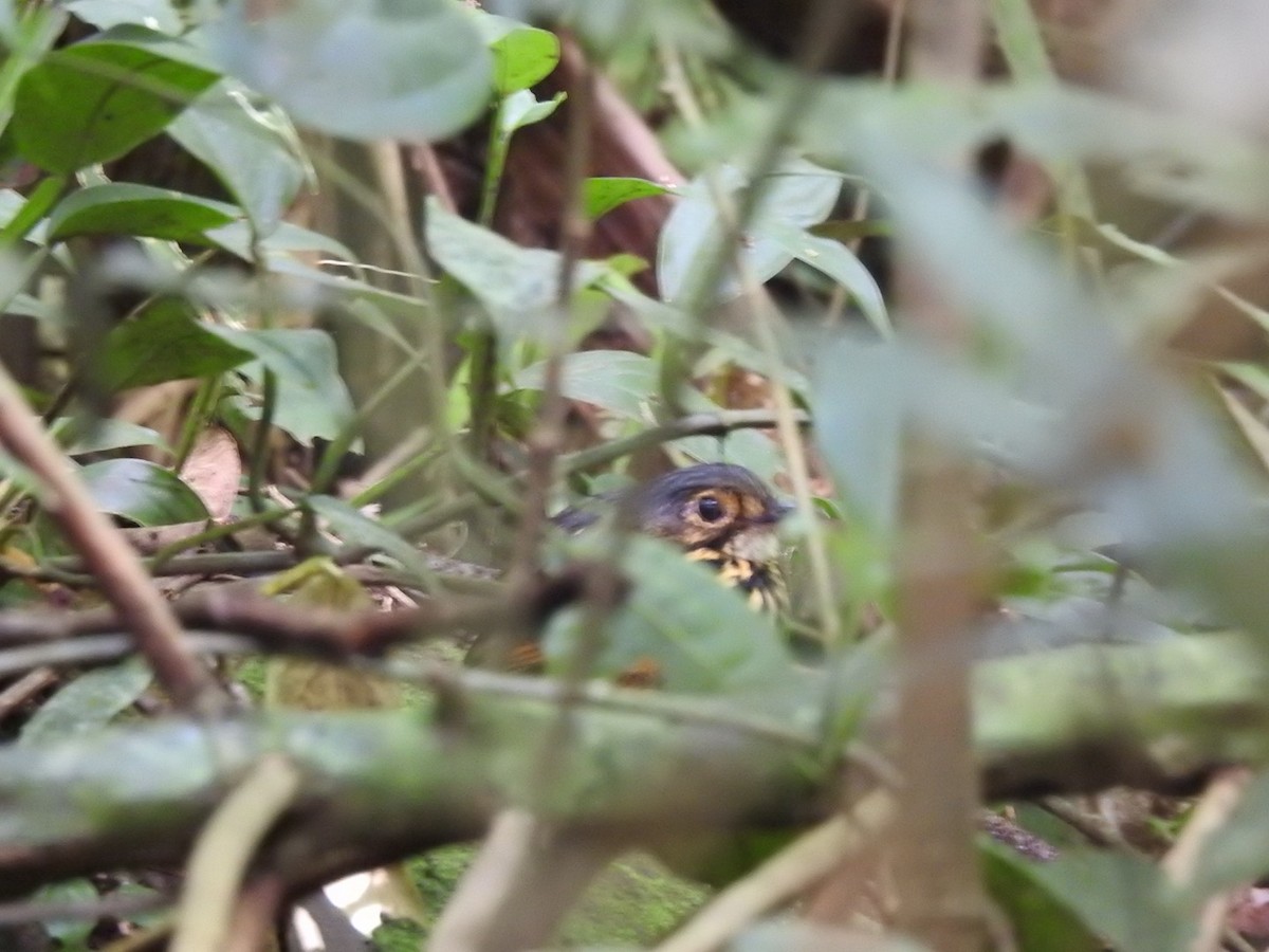 Streak-chested Antpitta - ML644775938