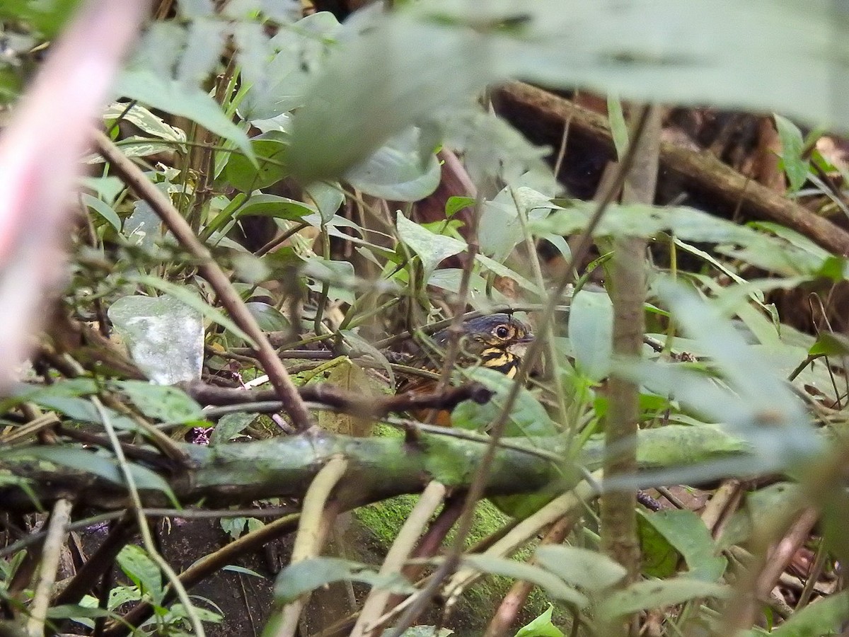 Streak-chested Antpitta - ML644775939