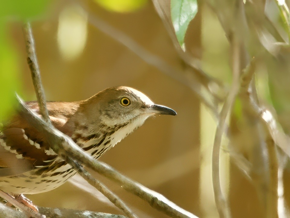 דשוש חום - ML644775941