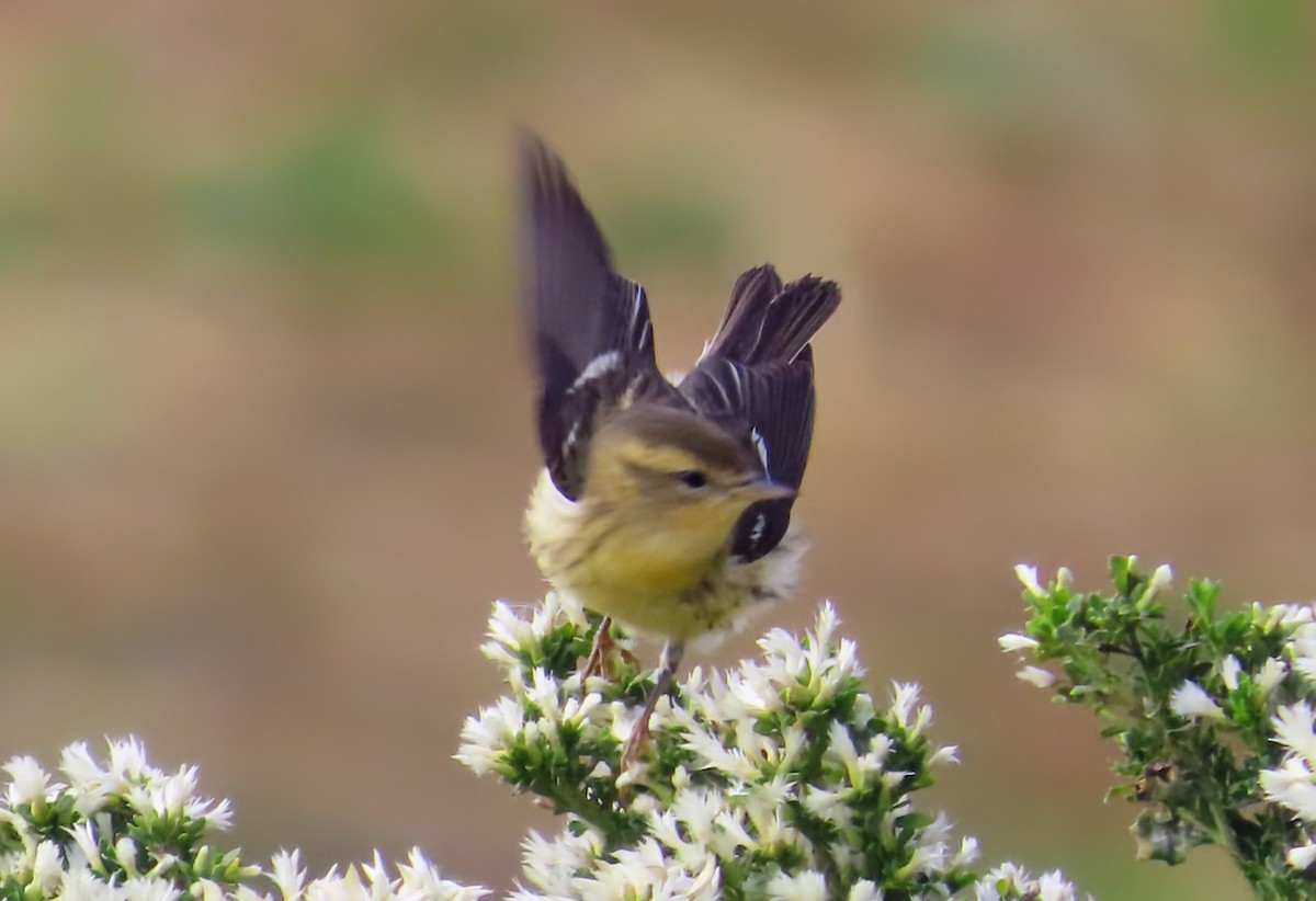 Blackburnian Warbler - ML644775942