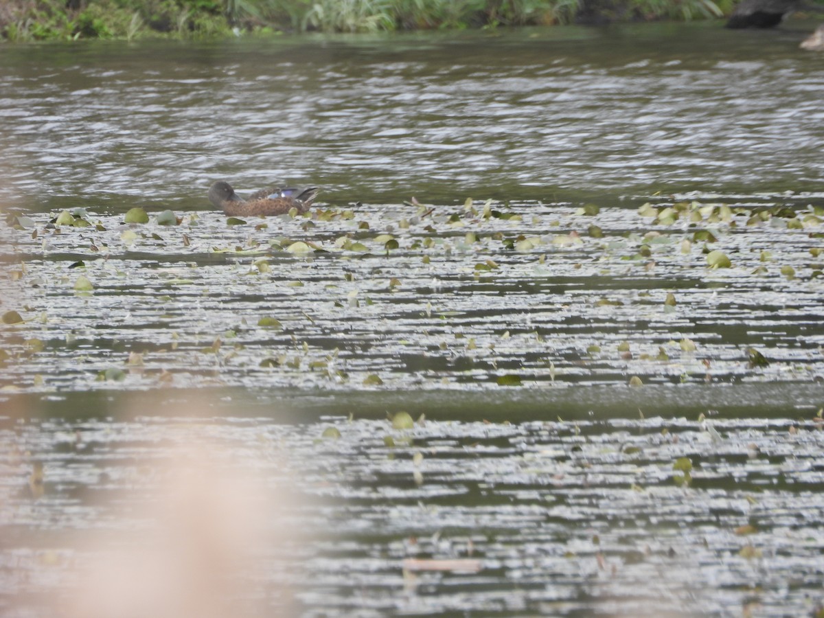 ミカヅキハシビロガモ - ML644775944