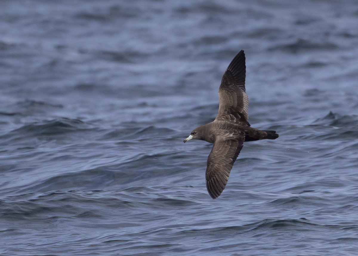 Flesh-footed Shearwater - ML644775945