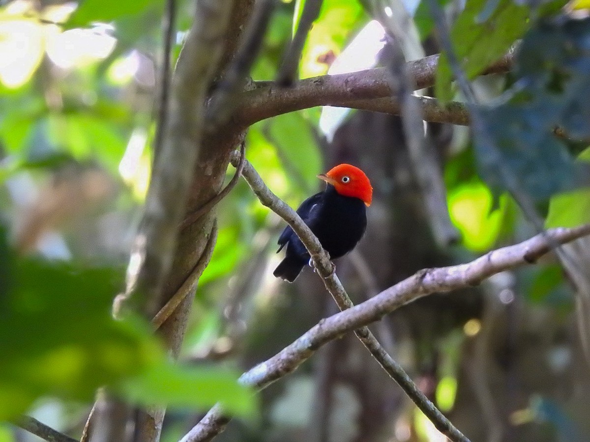 Red-capped Manakin - ML644775947