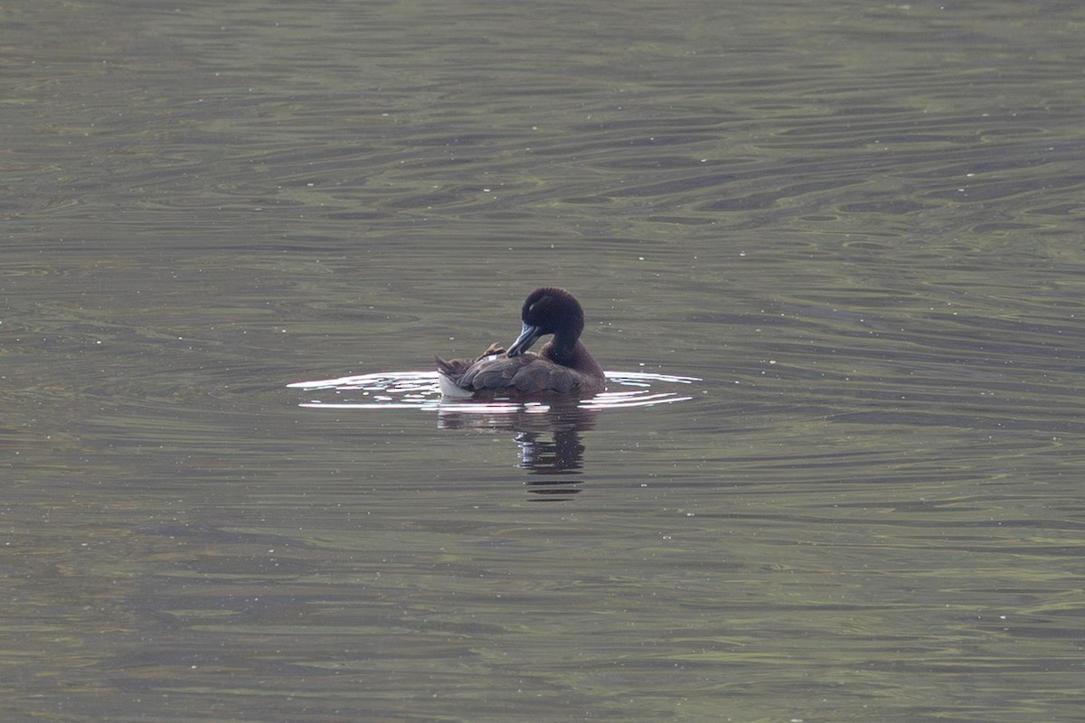 Hardhead - ML644775956