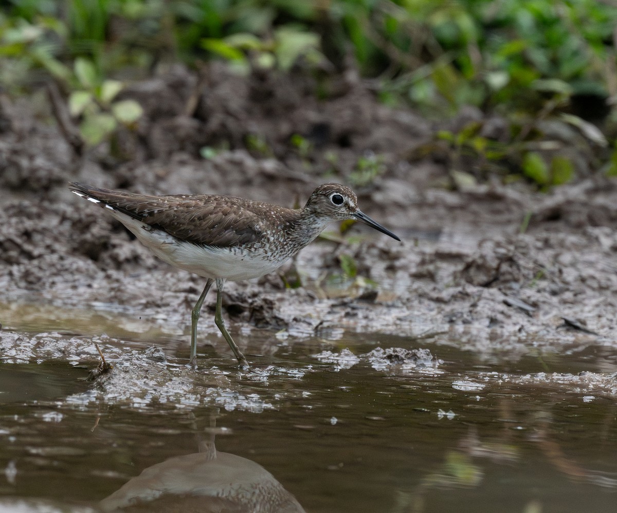 Solitary Sandpiper - ML644775960
