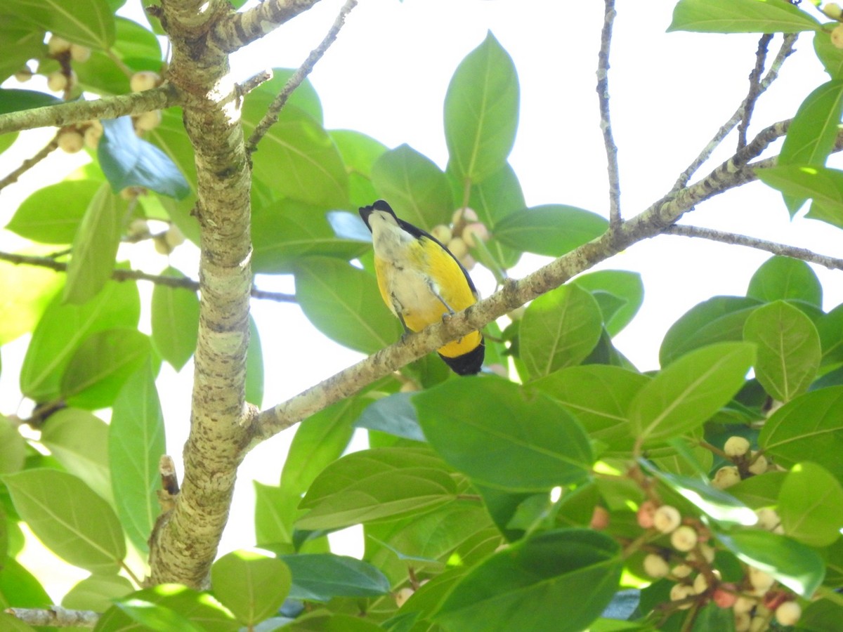 White-vented Euphonia - ML644775961