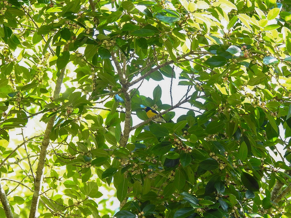 White-vented Euphonia - ML644775962