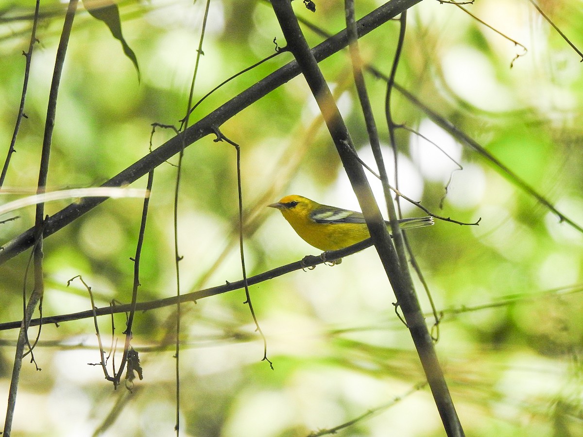 Blue-winged Warbler - ML644775965